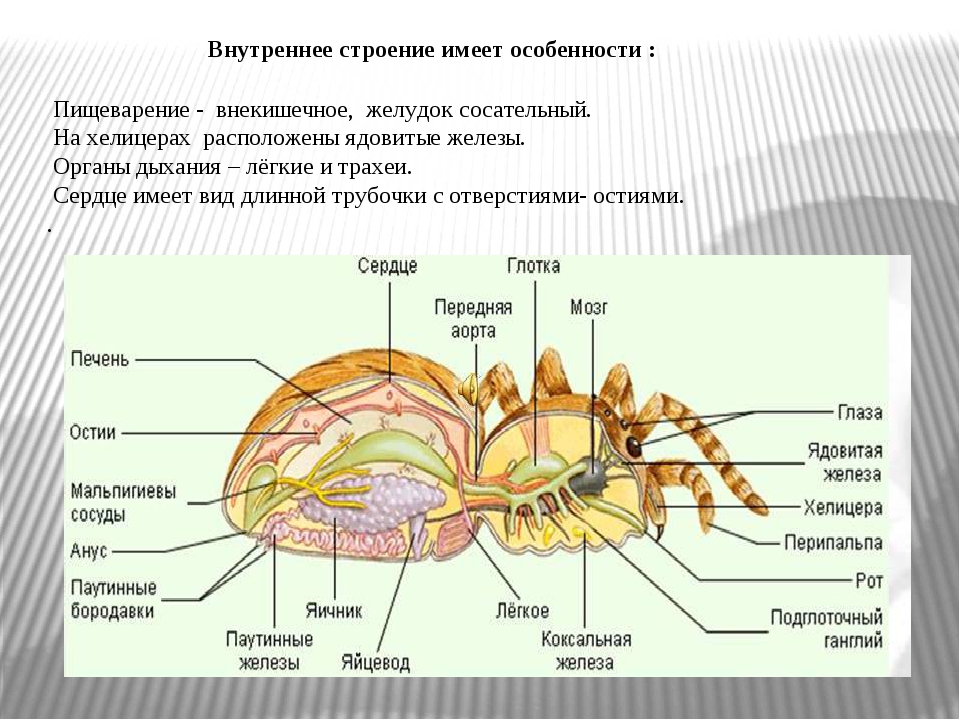 Строение Паукообразных Картинки