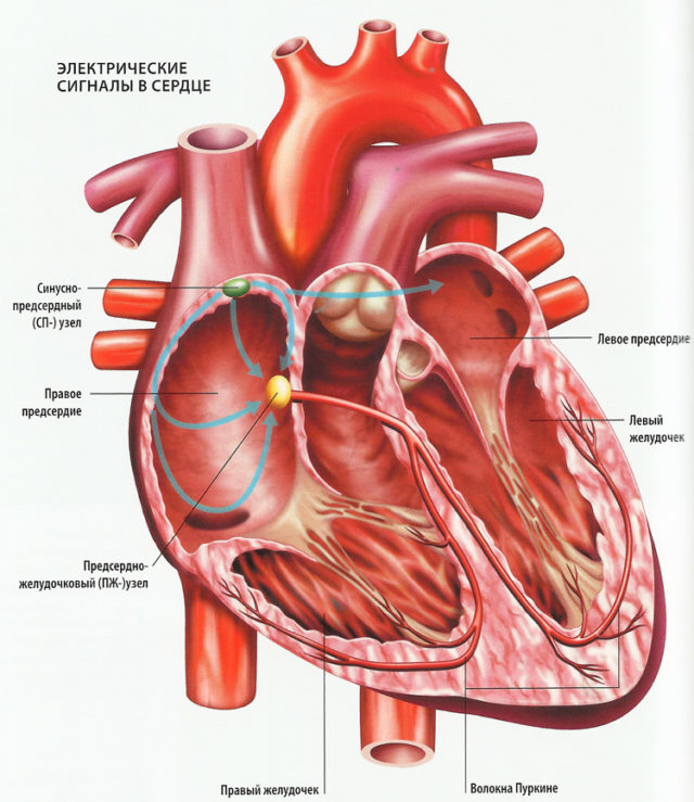 Сердечный способный. Анатомия сердечной мышцы.